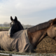 Zwei eingedeckte Pferde stehen auf einer Winterweide, eines legt den Kopf auf den Rücken des anderen. Im Hintergrund sind weitere Pferde auf der Koppel zu sehen.