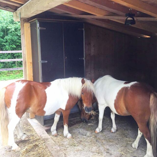 Unsere Portionsraufe in 2,00m Höhe! Die beiden Ponys haben sich direkt an sie gewöhnt und fleißig drauflos gefuttert. 😊🌾🐴 #portionsraufe #bbequipment #bbfeedbetter #heuraufe #heuraufenfütterung #pferdefütterung #automatischfüttern #pferdestall #pony #ponytime #lovehorses #powerraufe #offenstalleben #offenstallpony #pferdeliebe #ponyliebe #feedingtime #horsefeeding #reitstall #happyhorse #healthyhorse #pferdegesundheit #horsekeeping