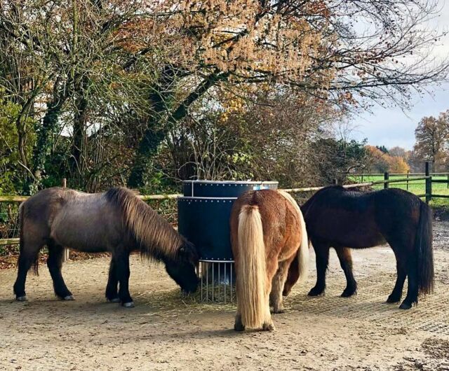 Ein weiteres schönes Projekt ist abgeschlossen! Glückliche Ponys, glückliche Kunden, glückliches B&B Team! So haben wir das gerne 😊 🌾🐴 Meldet Euch gerne für Infos zu unseren Futtersystemen 💪🏼 wir freuen uns auf Euch! #bbequipment #bbfeedbetter #powerraufe #automatischfüttern #heufütterung #pferdefütterung #offenstall #offenstallhaltung #happyhorses #ponyliebe #pferdeliebe #islandpferd #heuraufe #raufutter #reitstall #paddocktrail #pferdeglück #gesundfüttern #lovehorses #automatischeheufütterung