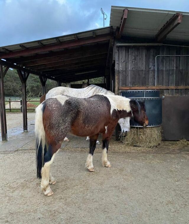 Hey lass mich auch mal dran! Macht mal Platz da 😃🌾🐴 Die Powerraufen eingebaut in einem schönen kleinen vierer Offenstall 😊 #powerraufe #bbfeedbetter #bbequipment #heuraufe #zeitgesteuerteheuraufen #pferdefütterung #healthyhorse #offenstall #reitstall #offenstallhaltung #happyhorses #horsekeeping #pferdepflege #arbeitskreispferd #automatischfüttern #horsefeeding #pferdefüttern #hay #paddock #pferd #pony #ponyliebe #horselover #glücklichepferde #glücklichepferdeglücklichemenschen
